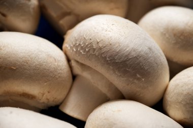 mantar yakın çekim