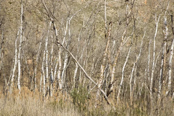 Vinterskog i Spanien. — Stockfoto