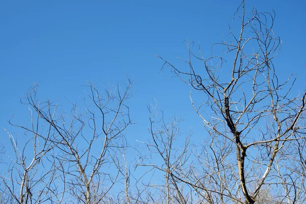 Forêt d'hiver en Espagne . — Photo