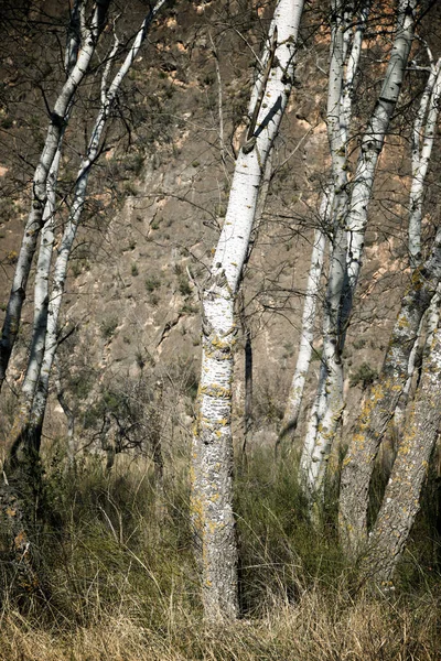 Зимний лес в Испании . — стоковое фото