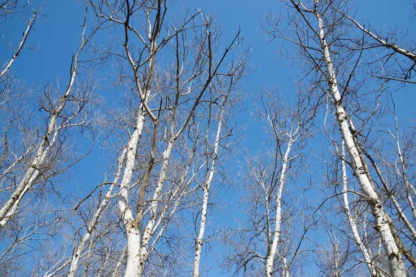 Winter forest in Spain. — Stock Photo, Image