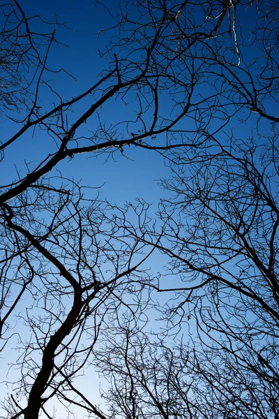 Winterwald in Spanien. — Stockfoto