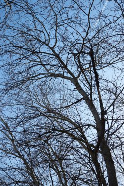 İspanya 'da kış ormanı.