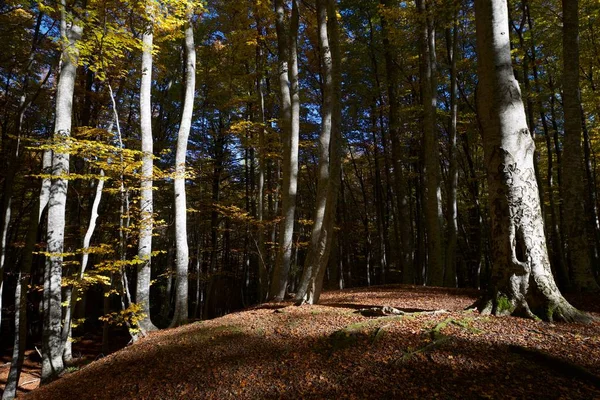 Herfst in de Pyreneeën — Stockfoto