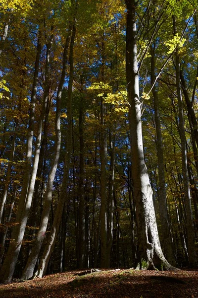 Autumn in the Pyrenees — Stock Photo, Image