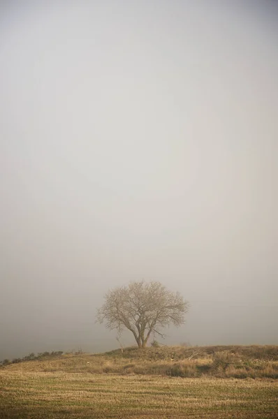 Drzewo bez liści — Zdjęcie stockowe