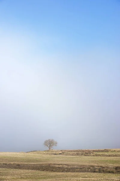 Pohon tanpa daun — Stok Foto