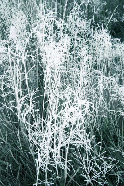 La helada sobre las plantas —  Fotos de Stock