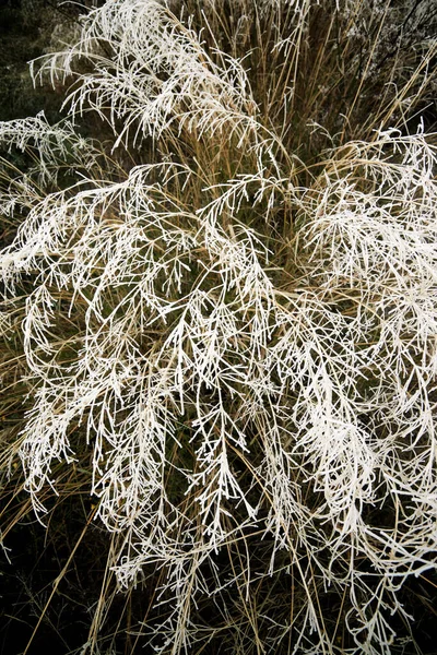 Givre sur une plante — Photo