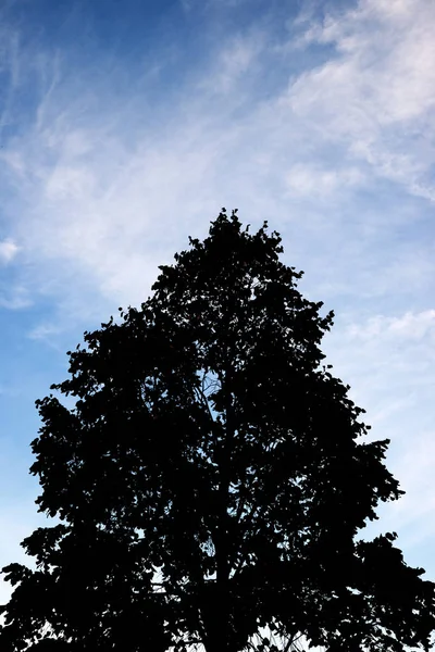 Drzewo w Pirenejach — Zdjęcie stockowe