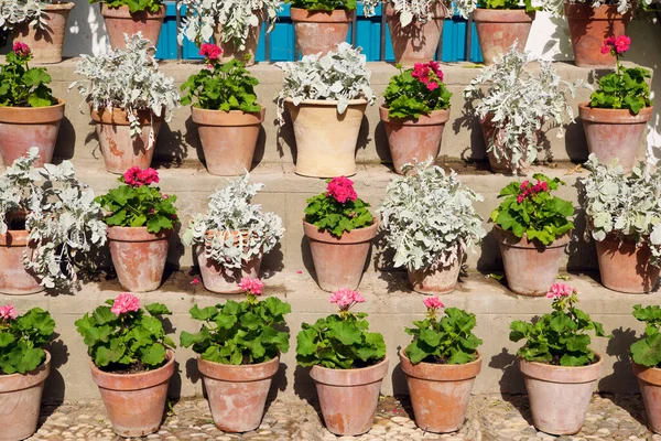 Zierpflanze Einer Mauer Cordoba Andalusien Spanien — Stockfoto