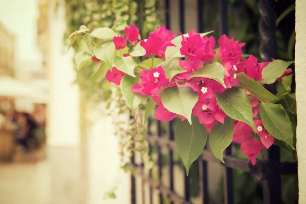 Zierpflanze Einer Mauer Cordoba Andalusien Spanien — Stockfoto