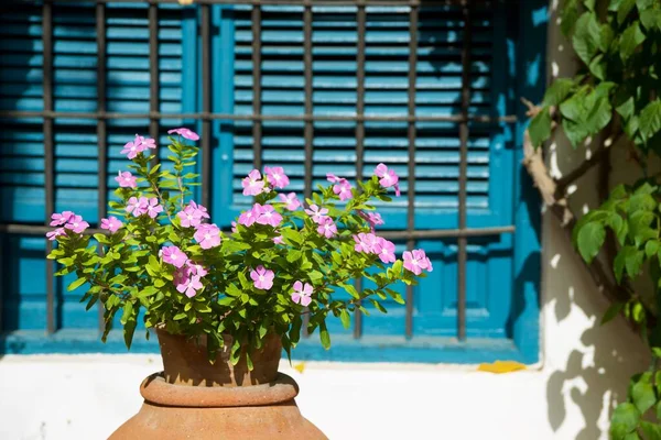 Planta Ornamental Vaso Córdoba Andaluzia Espanha — Fotografia de Stock