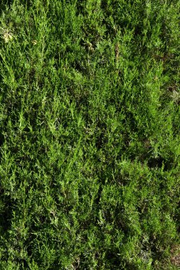 Arka planı yüksek çözünürlükte bırakır.