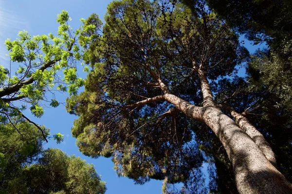 Δέντρα Πάρκο Στην Πόλη Σαραγόσα Της Ισπανίας — Φωτογραφία Αρχείου