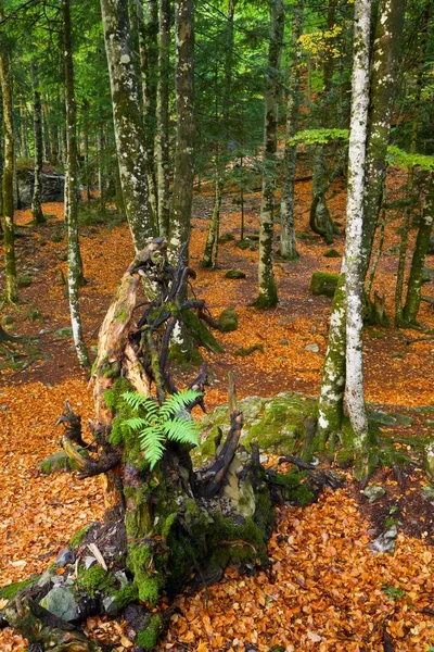Skogen Ordesa Nasjonalpark Pyreneer Provinsen Huesca Aragon Spania – stockfoto