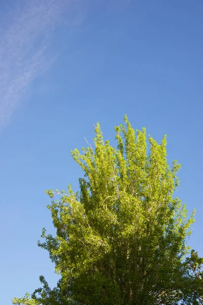 Árvores Parque Cidade Zaragoza Espanha — Fotografia de Stock