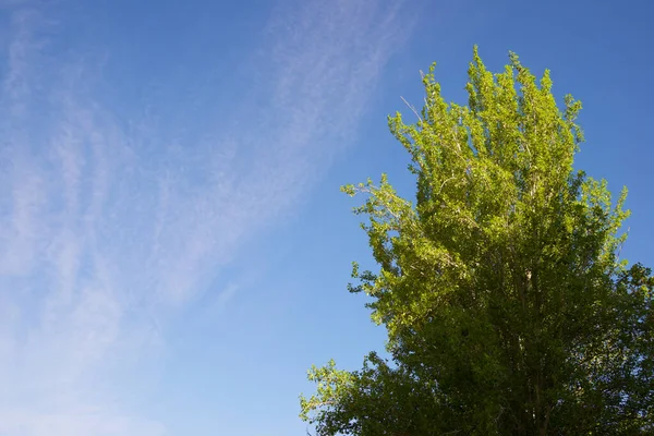 Trees Park Zaragoza City Spain — Stock Photo, Image