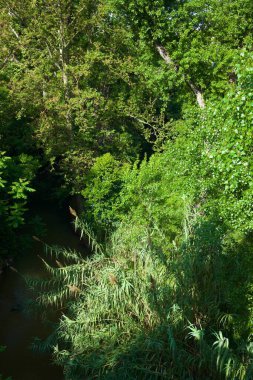 İspanya 'nın Zaragoza şehrindeki bir parkta ağaçlar.