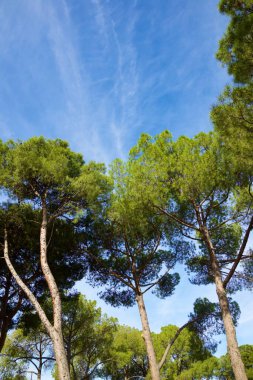 İspanya 'nın Zaragoza şehrindeki bir parkta ağaçlar.