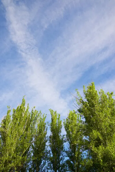 Trees Park Zaragoza City Spain — Stock Photo, Image