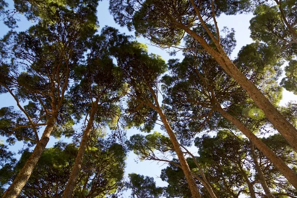 Drzewa Parku Saragossie Hiszpania — Zdjęcie stockowe
