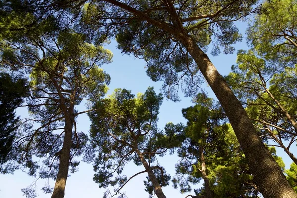 Drzewa Parku Saragossie Hiszpania — Zdjęcie stockowe