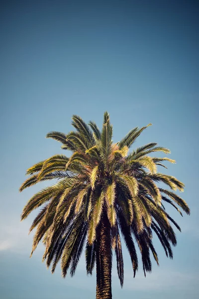 Κοντινό Πλάνο Φοινικόδεντρου Στην Πόλη Σαραγόσα Της Ισπανίας — Φωτογραφία Αρχείου