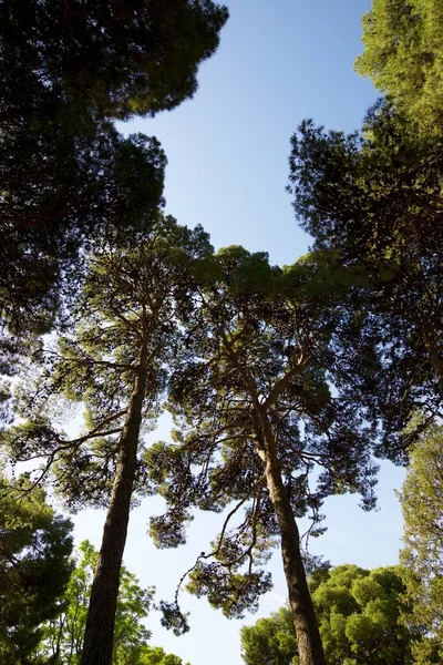Δέντρα Πάρκο Στην Πόλη Σαραγόσα Της Ισπανίας — Φωτογραφία Αρχείου