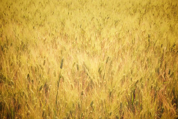 Sfondo Creato Con Primo Piano Campo Cereali — Foto Stock