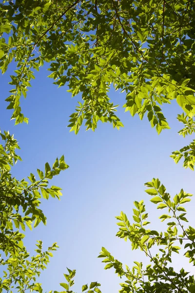 Alberi Parco Nella Città Saragozza Spagna — Foto Stock