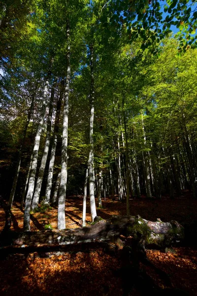 Floresta Parque Nacional Ordesa Pirinéus Província Huesca Aragão Espanha — Fotografia de Stock