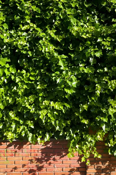 Ivy Background High Resolution — Stock Photo, Image