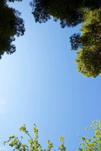 Trees Park Zaragoza City Spain — Stock Photo, Image