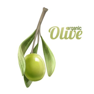 Yeşil zeytin dalı beyaz arkaplanda izole edilmiş. Fotogerçekçi vektör, 3 boyutlu. Zeytin yağı, doğal kozmetik ürünleri, sağlık ürünleri. Doğal ürün organik, olgun zeytin..