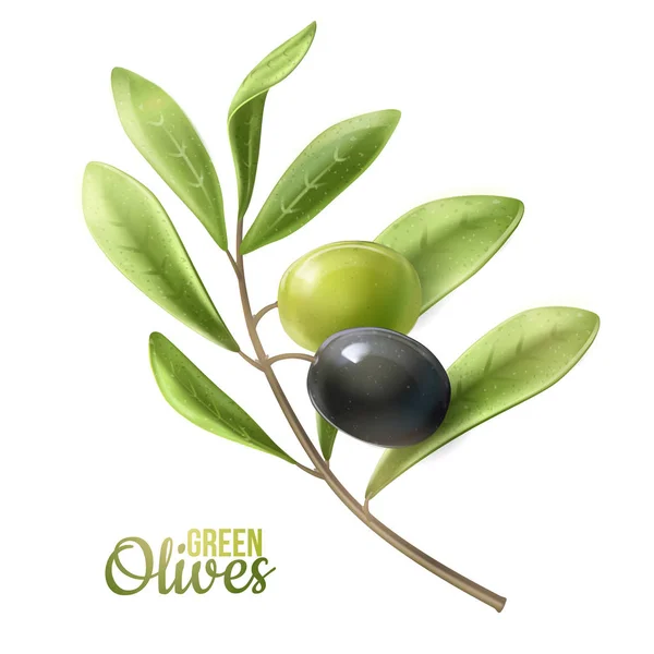 Svart och grön olivkvist isolerad på vit bakgrund. Fotorealistisk vektor, 3d.Design för olivolja, naturliga kosmetika, hälsovårdsprodukter.Naturprodukt ekologisk, mogen oliv. — Stock vektor