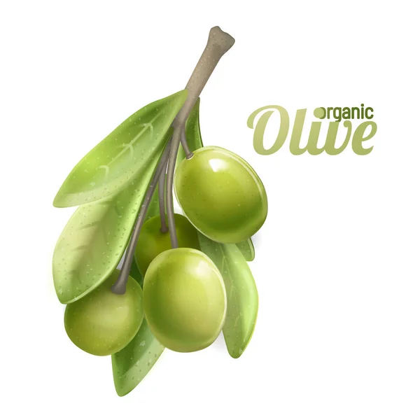 Grön olivkvist isolerad på vit bakgrund. Fotorealistisk vektor, 3d.Design för olivolja, naturkosmetika, sjukvårdsprodukter. — Stock vektor