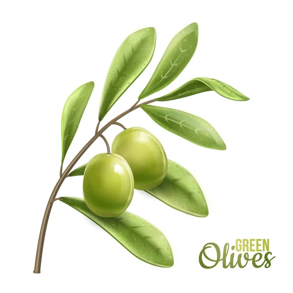 Grön olivkvist isolerad på vit bakgrund. Fotorealistisk vektor, 3d.Design för olivolja, naturkosmetika, sjukvårdsprodukter. — Stock vektor