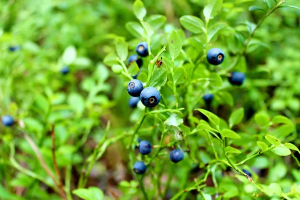 蓝莓布什在森林里 — 图库照片