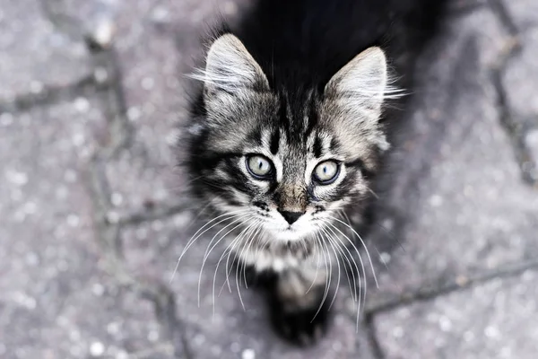 Kat, katje opzoeken, close-up kitten kat ogen, kitten op de wandeling — Stockfoto