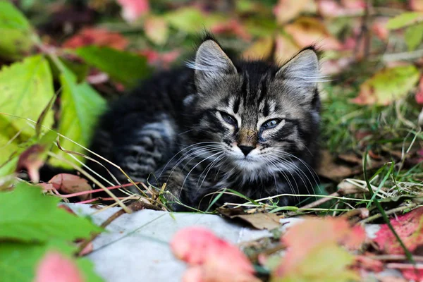 Gattino, gattino che dorme, gattino che dorme per strada in autunno, gattino in foglie autunnali — Foto Stock