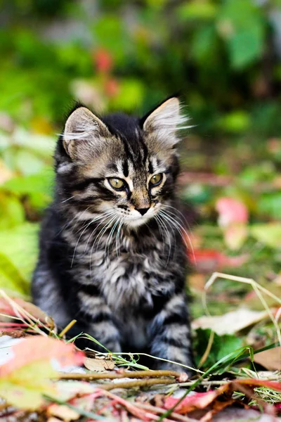 Gatito, gatito en hojas de otoño, gatito está sentado en las hojas, gatito sentado, gatito mira a un lado —  Fotos de Stock