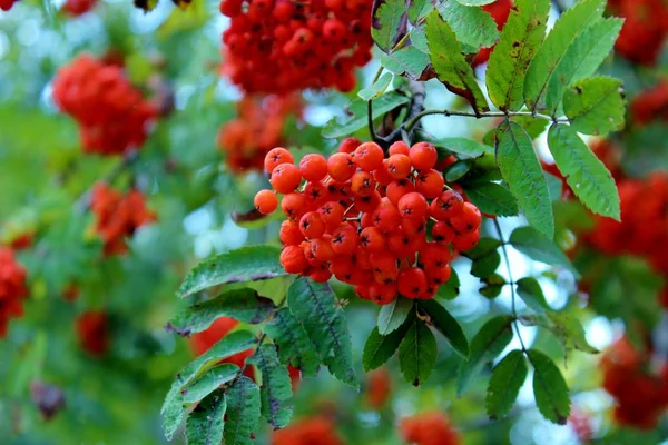 Ягоды роуэн, красная роуэн, урожай ягод роуэн, ягоды для птиц — стоковое фото