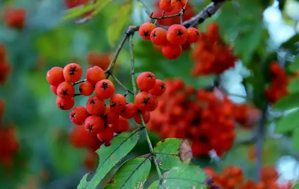 Rowan bogyókat, piros berkenye, termés a Rowan bogyókat, a bogyók madarak — Stock Fotó