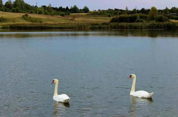 two swans swim in a pond