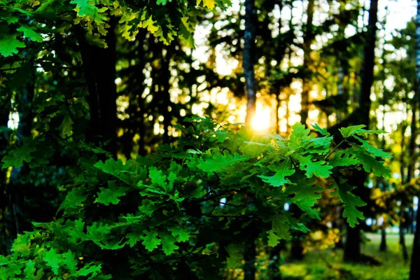 Paisagem florestal, os raios do sol através do verde, folhagem verde — Fotografia de Stock