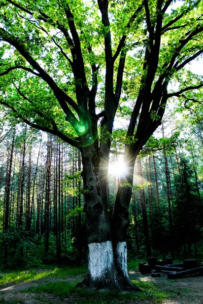 El árbol a la luz del sol, el paisaje forestal, los rayos del sol en el verde — Foto de Stock