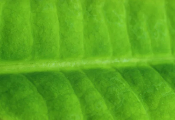 Foglia verde, parte del foglio verde,, le vene delle foglie — Foto Stock