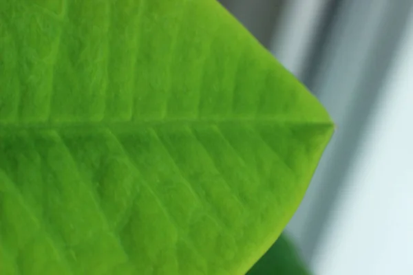 Foglia verde, parte del foglio verde, foglia verde con bordi arrotondati, pianta — Foto Stock
