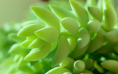 yeşil bitki, bitki, houseplant, yeşil bitki dal, houseplant kalın yeşil iğne